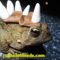 /home//u458753944/public_html/sourcegallery//Roxborough Toad Detour/2013-2019/2018/2018-04-13/P4130039.JPG